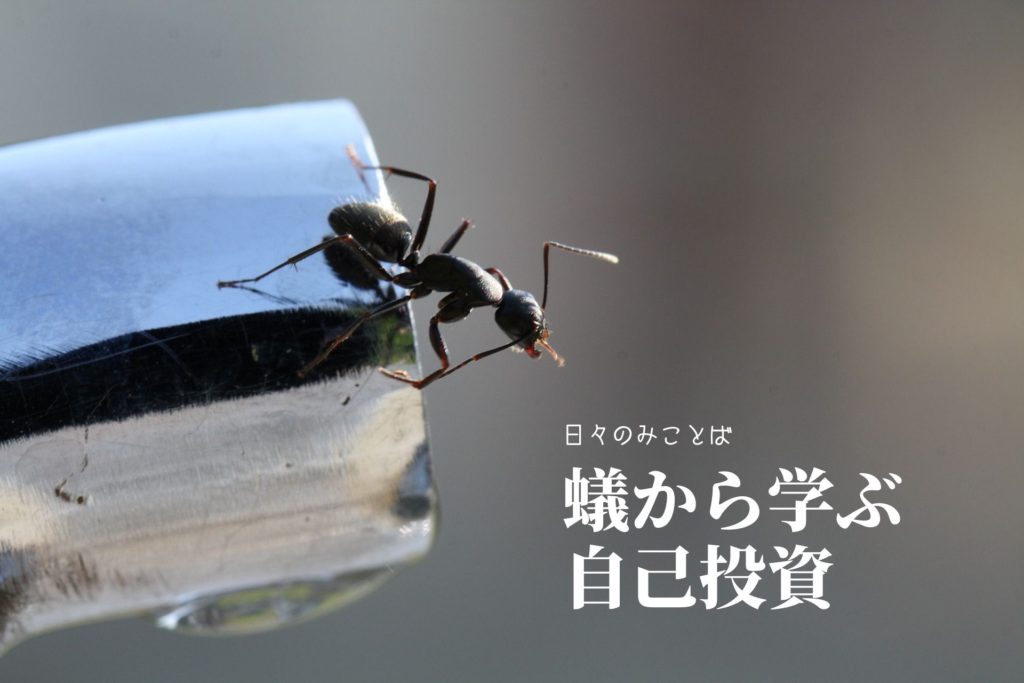 蟻から学ぶ自己投資の写真