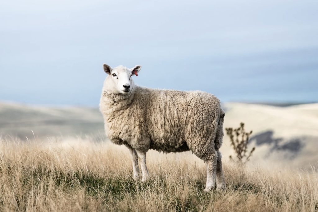 羊のいのちは、羊飼いのものなのにの写真
